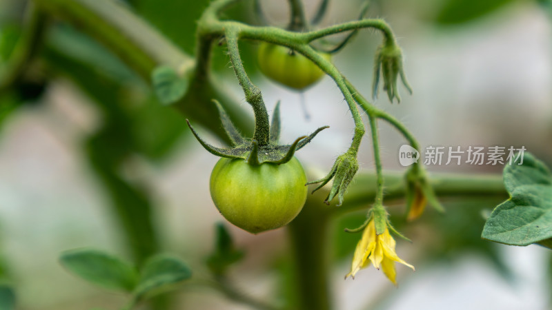 番茄种植生长