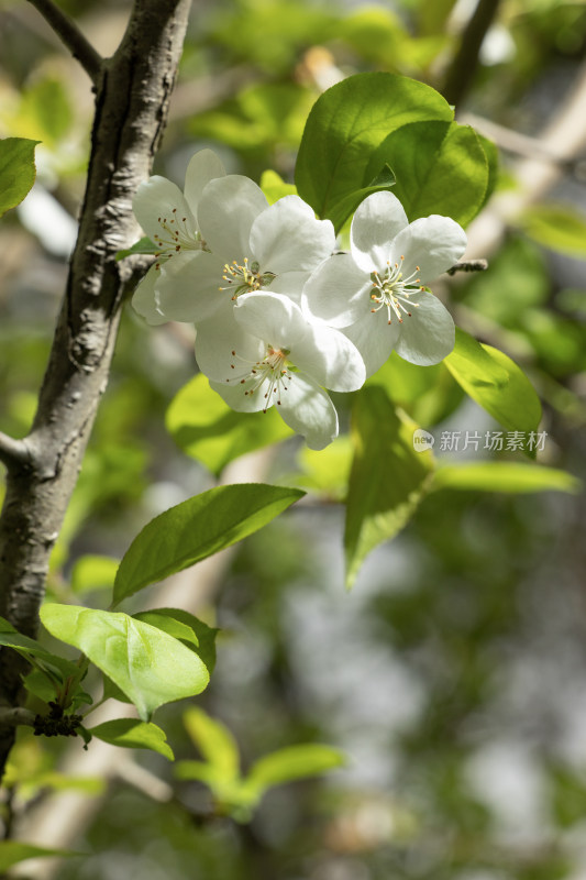 白色海棠花春天开花花朵花瓣植物特写