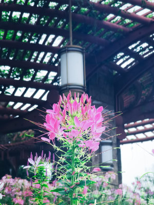 佛山市千灯湖公园醉蝶花花海