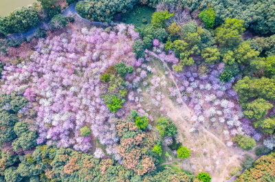 广州大夫山森林公园紫荆花海航拍全景风光