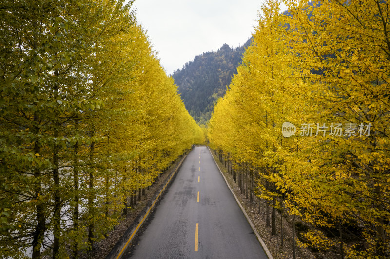 秋天黄叶大道