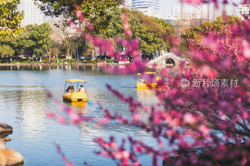 春天宁波街头的梅花开了