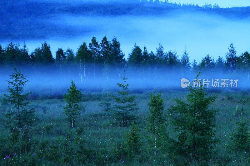 夜雾笼罩的蓝调森林景观