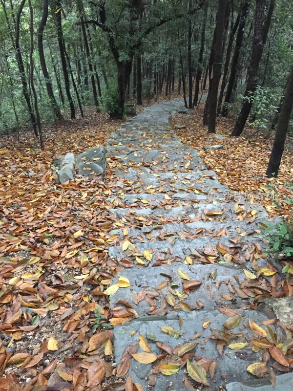 落叶铺满的林间石板路