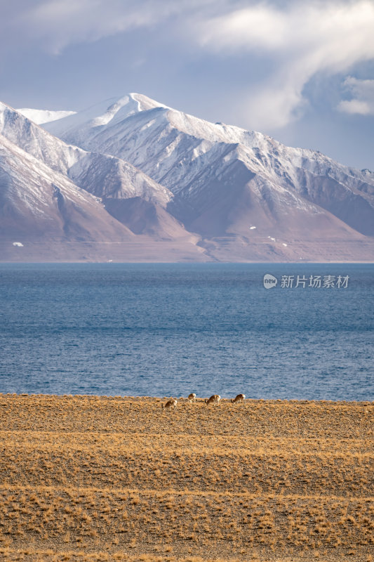 西藏阿里地区当若雍措雪山湖泊的壮阔景色