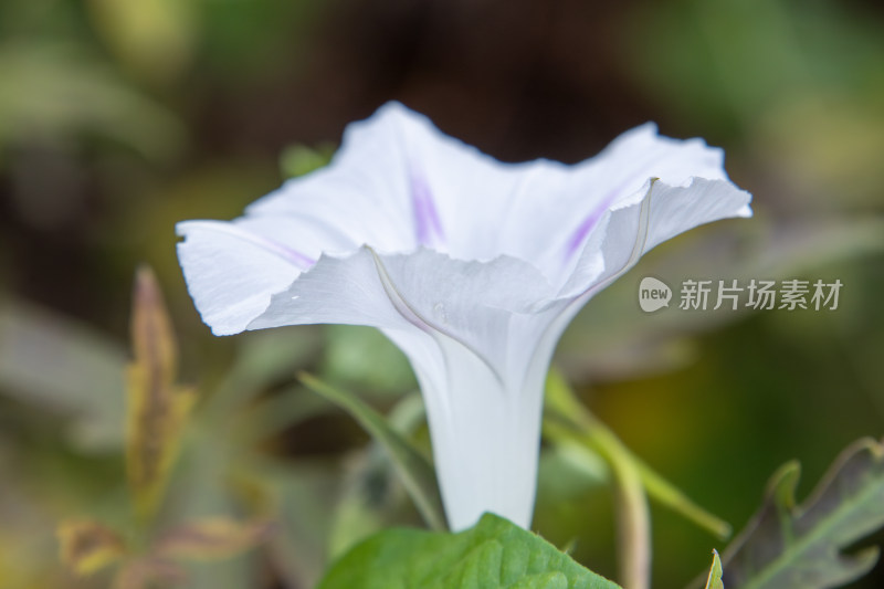 清晨的白色牵牛花特写