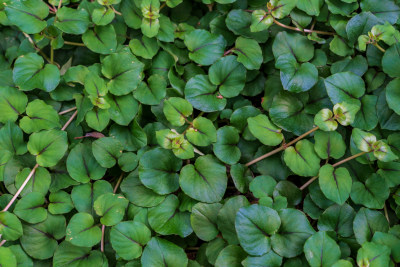 中药材报春花科植物过路黄