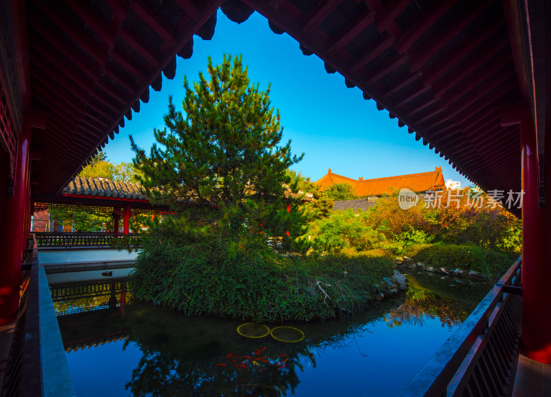 中式庭院池塘松树景观