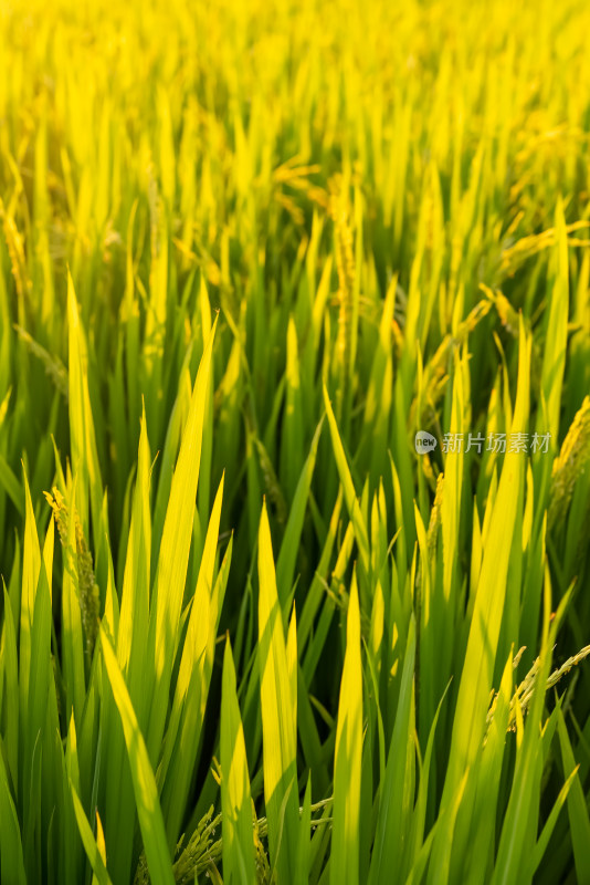 阳光下的稻田稻穗