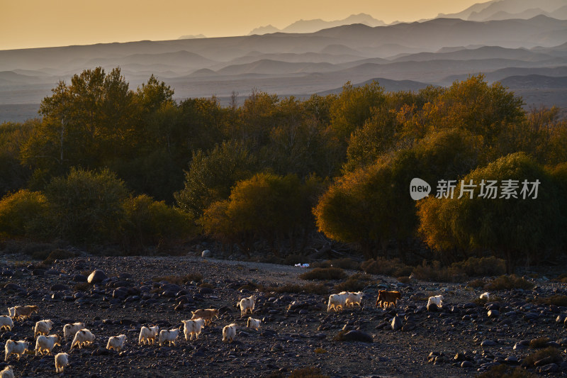 新疆的绵羊群