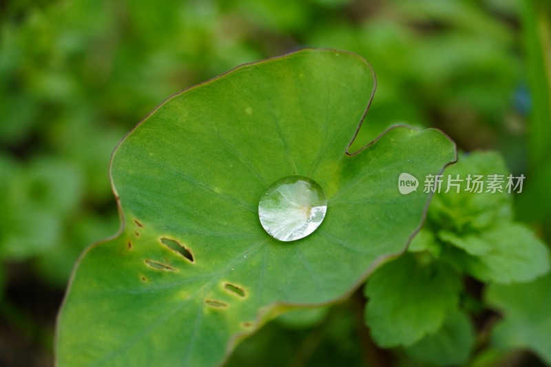 露水荷叶