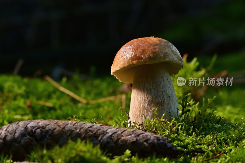 野生菌野生菌蘑菇生长环境菌类山菌