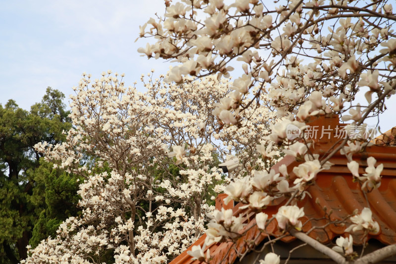 北京地坛春天的玉兰花与古建筑