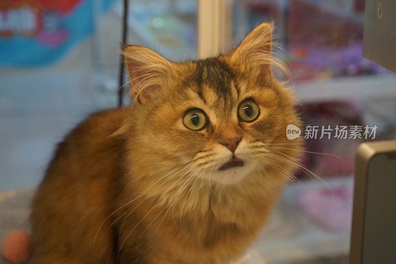 表情惊讶的长毛猫特写