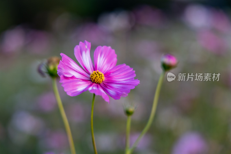 菊花、格桑花