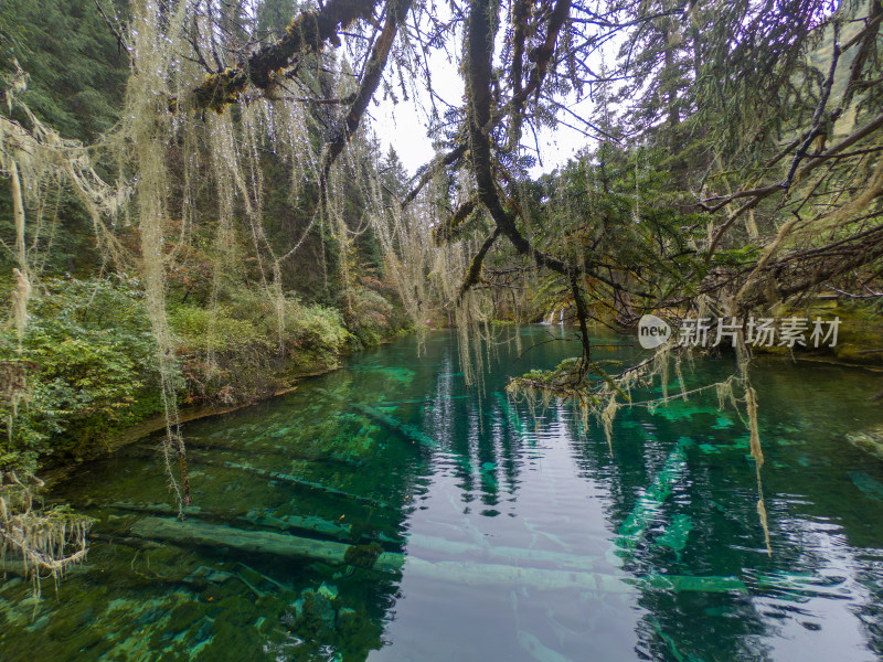 静谧的森林与湖景