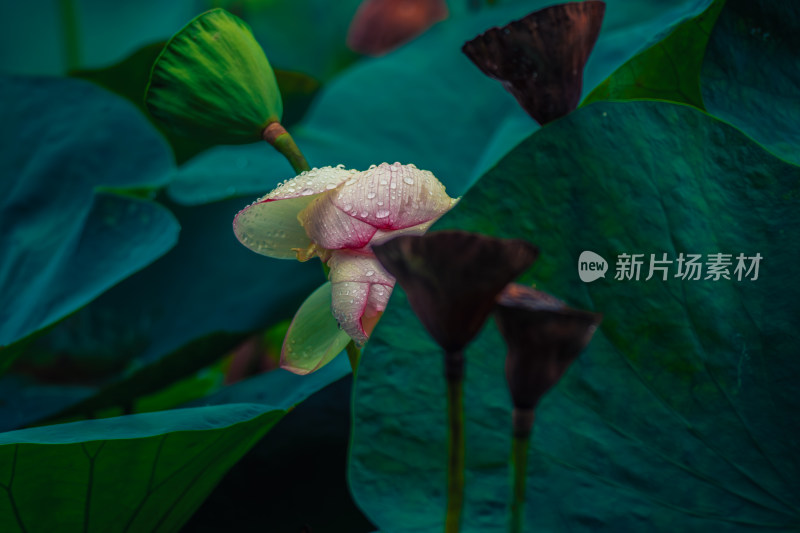 雨露滋润的荷花