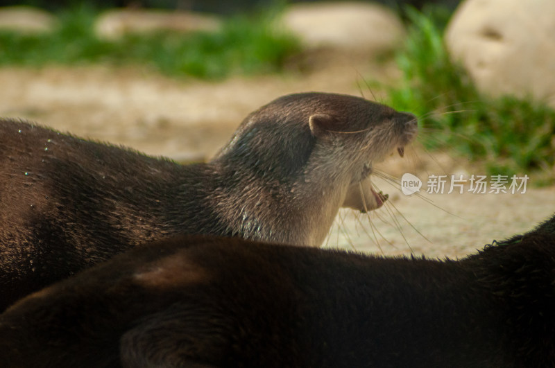 动物园的食蚁兽