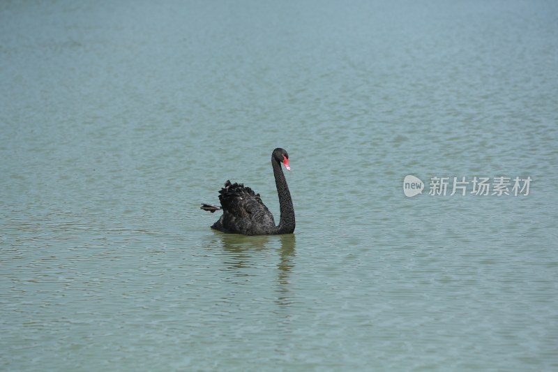 湖中的黑天鹅