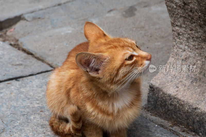 街边蹲坐的橘色小猫