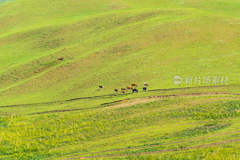 青海祁连县卓尔山景区，夏季起伏的高山牧场