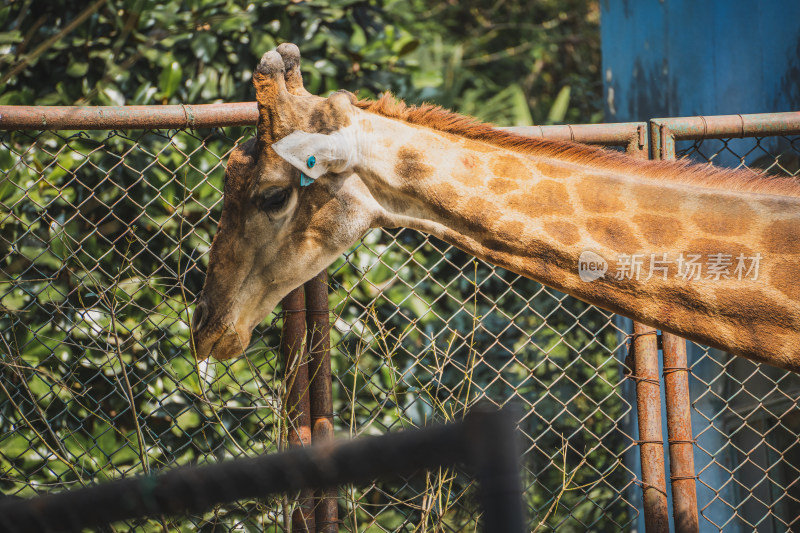 南京红山动物园里一只长颈鹿