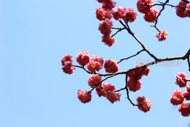 春天盛开的梅花