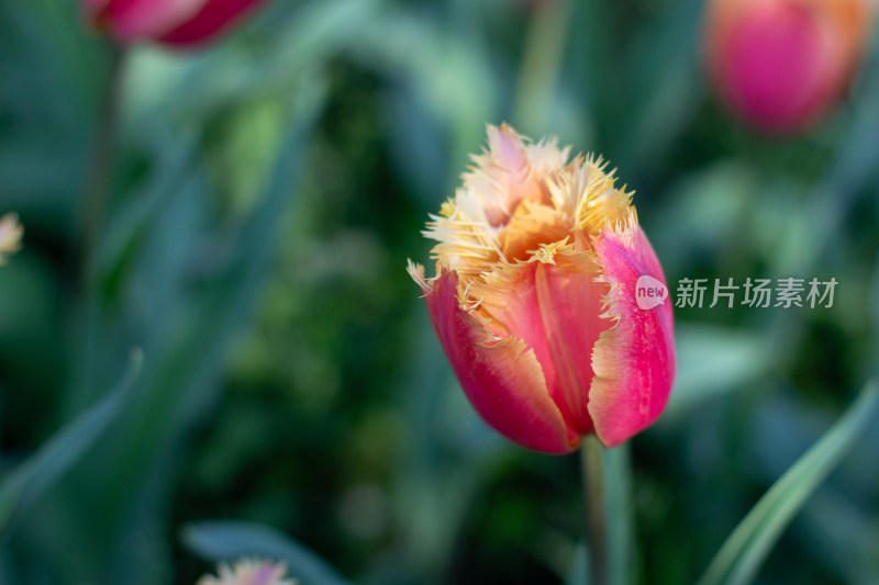 杭州太子湾多彩郁金香花海景观