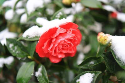 雪中一朵艳丽的山茶花