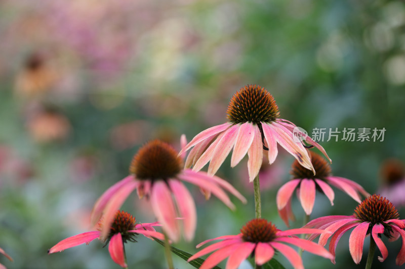 生长中的松果菊花朵