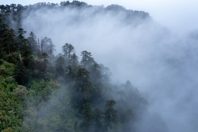 雨雾中的森林