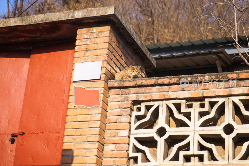 乡村的家猫在墙头上