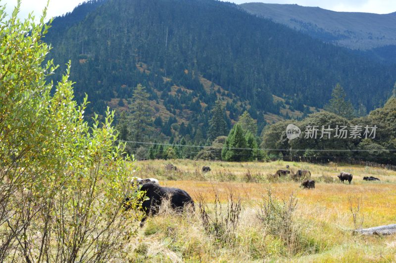 林芝鲁朗风景区风景