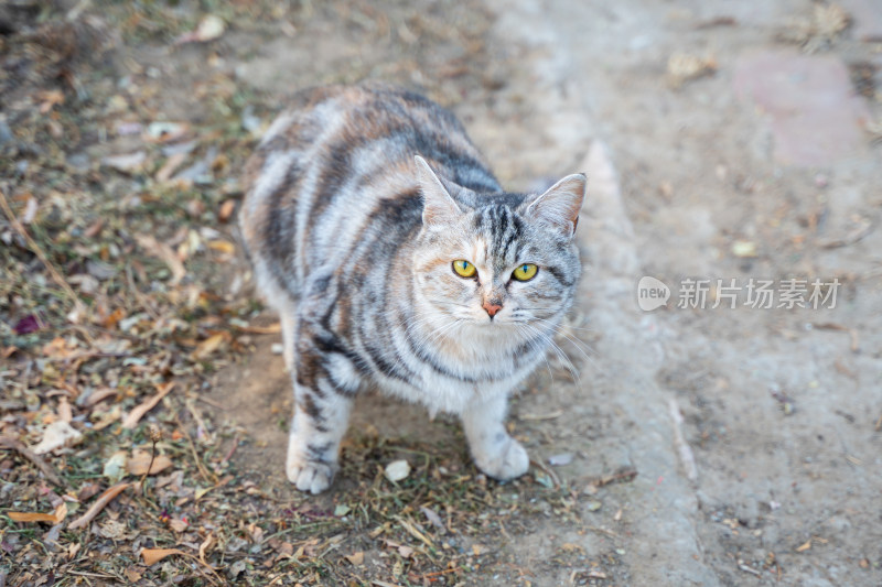 小猫张望虎斑猫