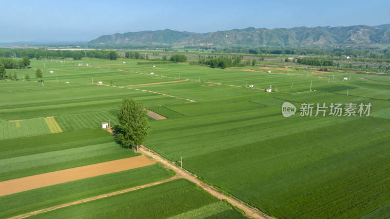 春天绿色麦田农田航拍乡村振兴风景