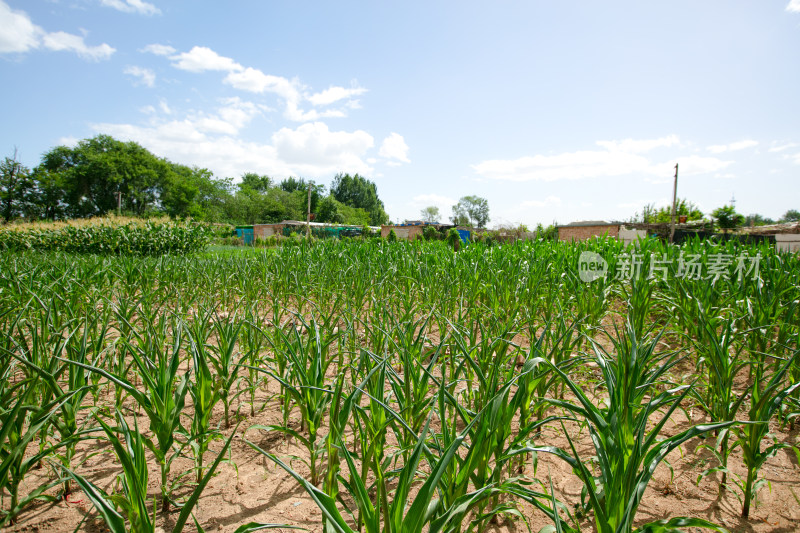 夏季农田干旱的玉米地卷曲叶子