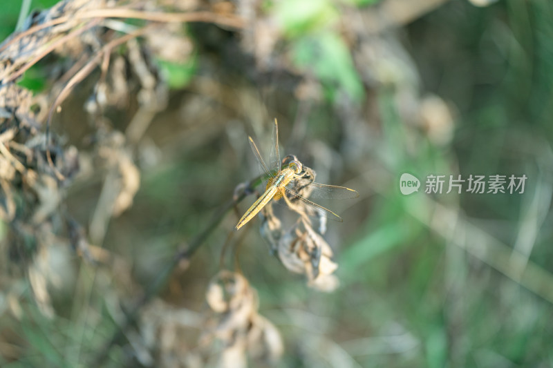 植物上蜻蜓特写镜头