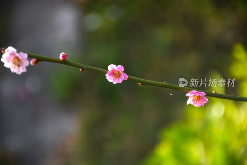 春意盎然的桃花枝