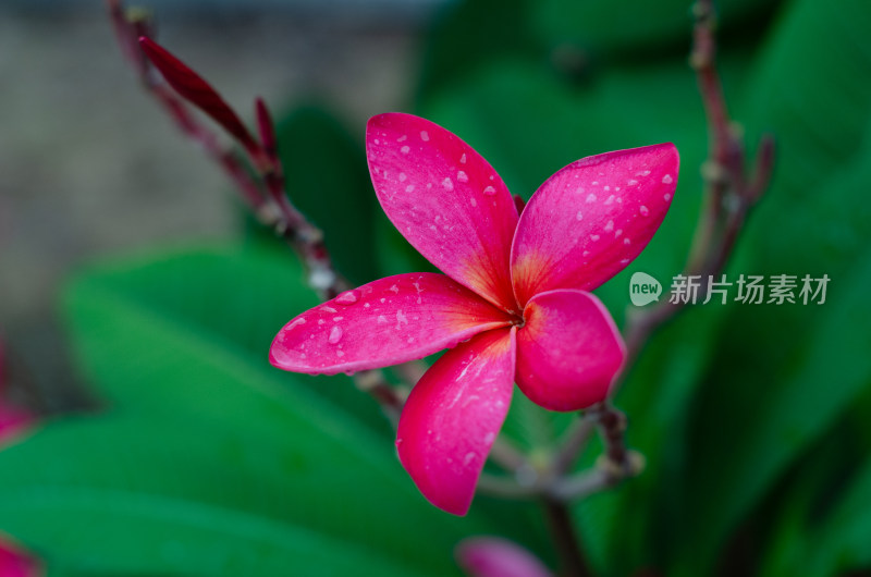 一朵雨中盛开的红鸡蛋花