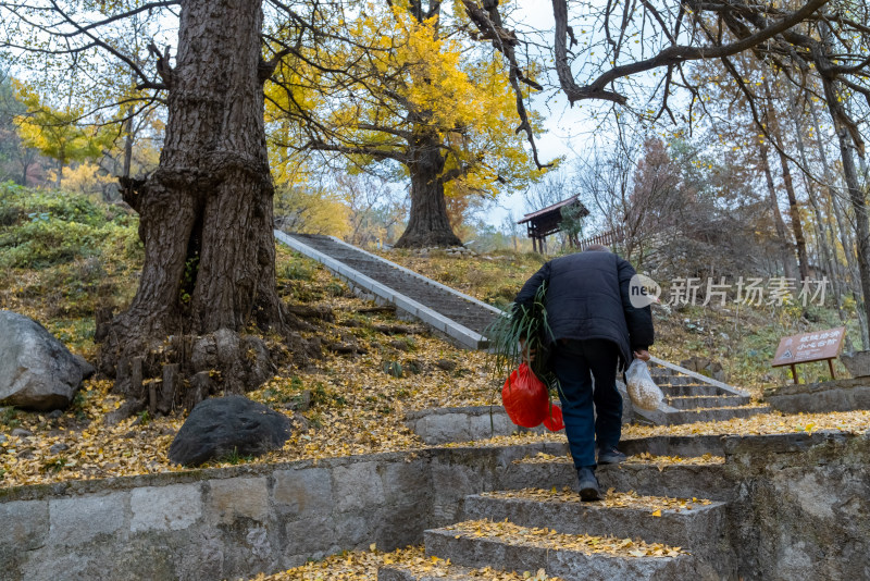 秋天金色的银杏树