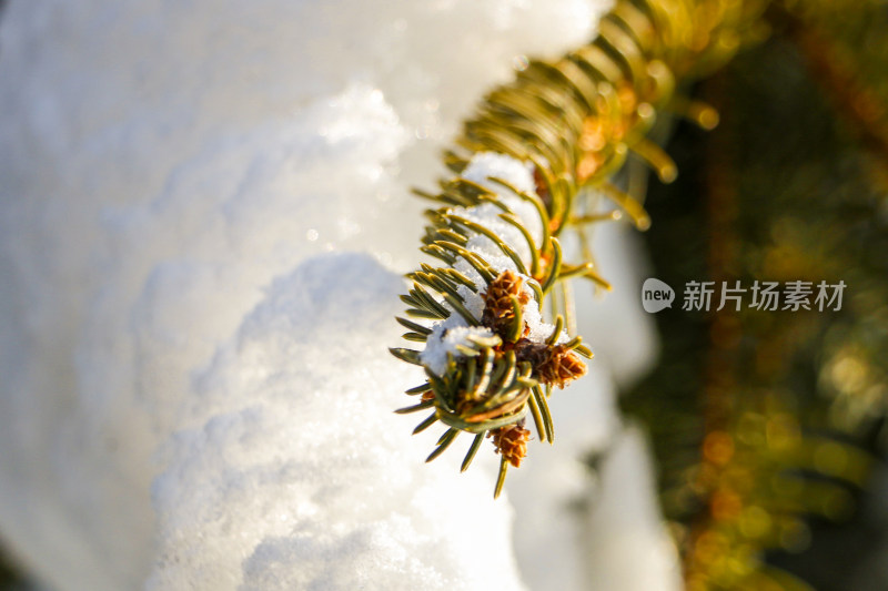 带雪的松树枝特写