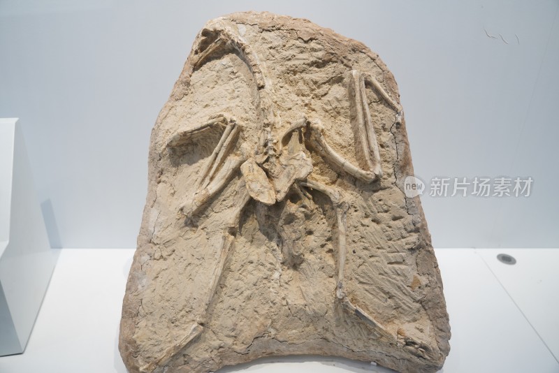 甘肃鹫化石标本