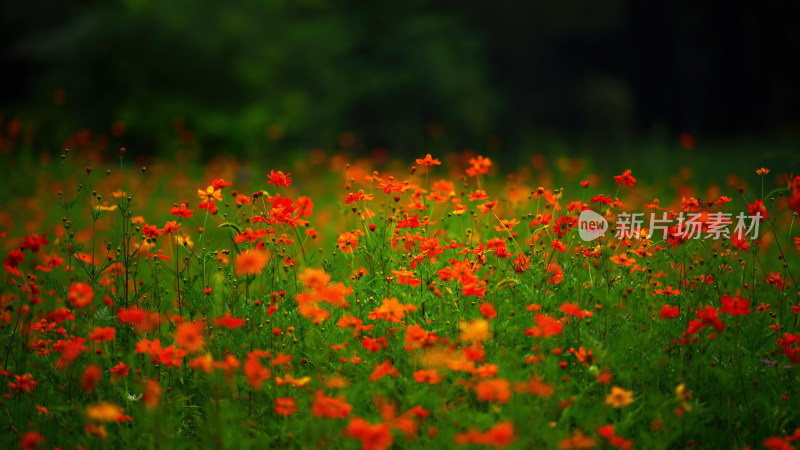 唯美格桑花花丛