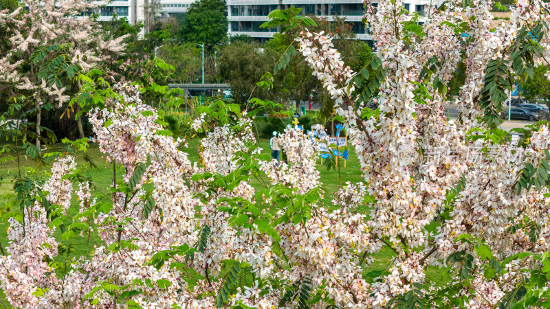 花旗木（泰国樱花）