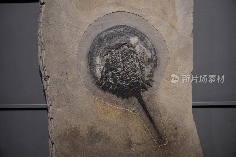 中国鲎化石标本