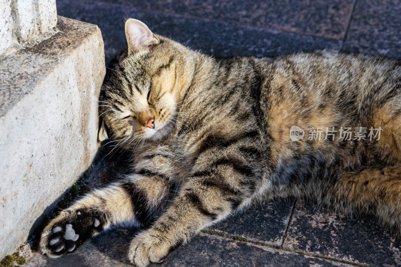 石墩旁一只正在休憩的肥猫特写