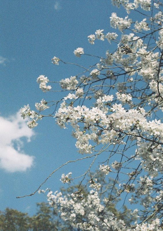 樱花与蓝天