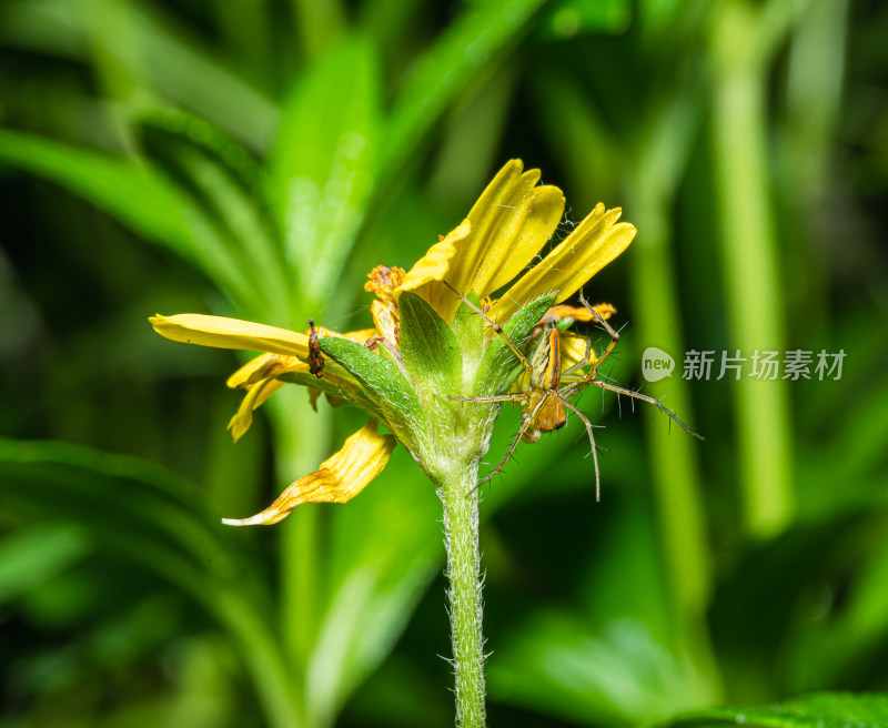 叶上蜘蛛特写镜头