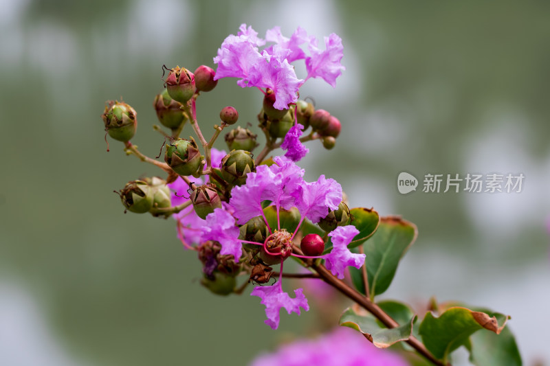 树枝上，盛开的紫薇花特写