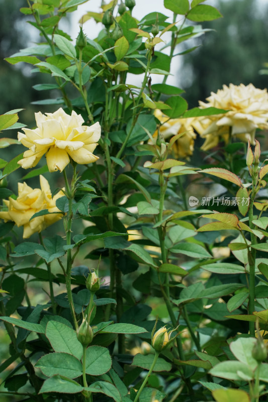 北京国家植物园月季